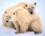 Polar Bears