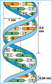 Doble hélice de ADN