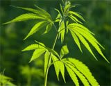 Medical Marijuana