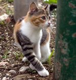 Kitten