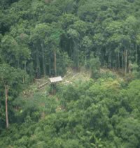 Tropical Forest