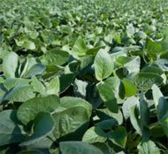 Soy plants