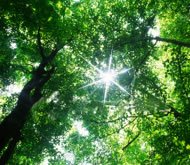 Engineered trees in Brazil