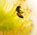 Honeybee Colony Collapse Disorder
