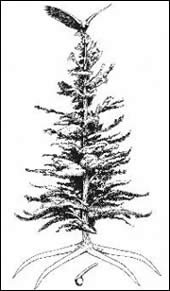 Iroquoius Tree