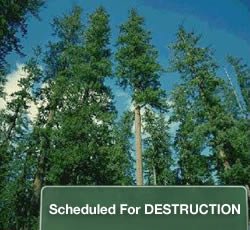 Scheduled For Destruction