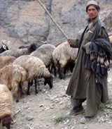 The TM leadership as aspiring shepherds through mind control