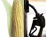 The use of corn