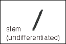 Stem undiferentiated