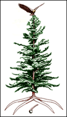 Great Law Tree of Peace