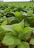 Tobacco Plants