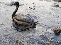Gulf Oil Spill