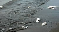 Gulf Oil Spill