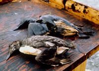 Gulf Oil Spill uncovers horrying facts