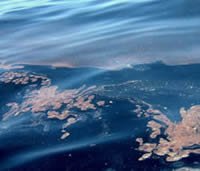 Gulf Oil Spill