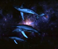 Dolphins