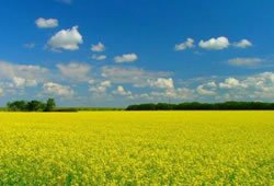 Biodiesel: Canada's future?
