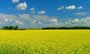 Biodiesel: Canada's future?