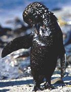 U.S. Republicans choose greed over human quality-of-survival in Arctic drilling