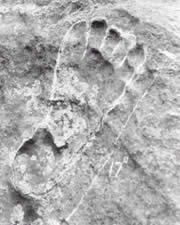 Fossil Footprints