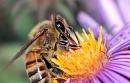 Cell phones killing bees, undermining food security